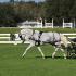 Grand Oaks Classic